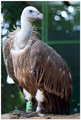 Portret Bjelog&hellip;