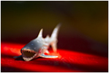 SharkAttack (i&hellip;