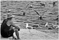 Starac i galeb&hellip;