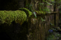 d Grin Forest &hellip;