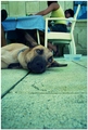 Dog tajm of sa&hellip;