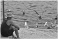 Starac i galeb&hellip;