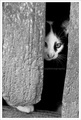 Curiosity (did&hellip;