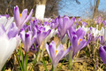 08.03.2012. Ša&hellip;