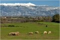 Velebit, ovce &hellip;