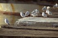 galebovi na mu&hellip;
