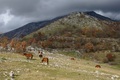 Velebitski kon&hellip;