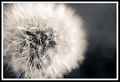 Blowball...