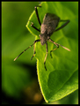 Mr.Bug