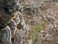 Gljivice(valjd&hellip;