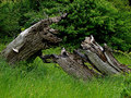 Thunders of Pe&hellip;