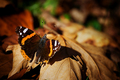autumn sunbath&hellip;