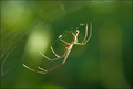 spiderman-na-m&hellip;