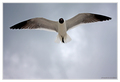Angel from the&hellip;