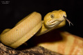 Corallus hortu&hellip;