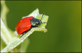 Red & eleg&hellip;