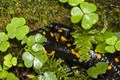 Fire Salamande&hellip;