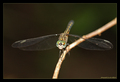 Florida dragon&hellip;