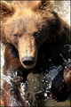 Kamchatka brow&hellip;