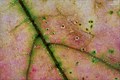 Details of Aut&hellip;