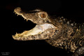 Paleosuchus pa&hellip;