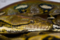 Reticulated py&hellip;