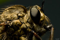 Robber fly 2:1&hellip;