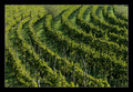 Vinograd II - &hellip;