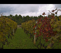 Plamen u vinog&hellip;