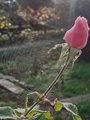 "Rose&quo&hellip;