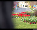 Crveni tulipan&hellip;