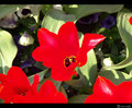 Crveni tulipan&hellip;