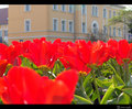 Crveni tulipan&hellip;