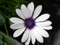 Alpska margari&hellip;