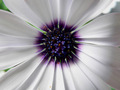 Makro alpske M&hellip;
