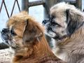 Luna & Bim&hellip;