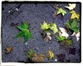autumn in my l&hellip;