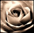 fading like a &hellip;