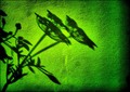 green state of&hellip;