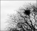 nest in the mi&hellip;