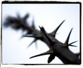 trnovit je put&hellip;