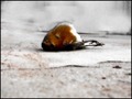 umiru li ptice&hellip;