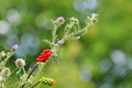 Bio sam na sel&hellip;