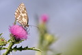 canon 300 mm f&hellip;