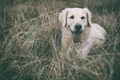 Golden Retriev&hellip;
