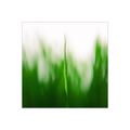 Triticum Vulga&hellip;