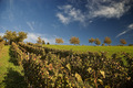 Bilogorsko vin&hellip;