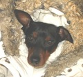 Toby u skafand&hellip;