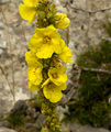 Velebitska flo&hellip;