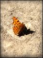 Butterfly effe&hellip;